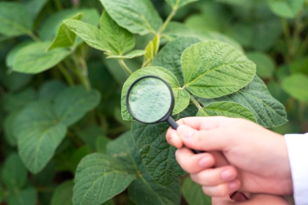 image from Project 2: Plant Disease Classification and Detection along with Plant leave Generation 